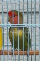 迷い鳥の写真