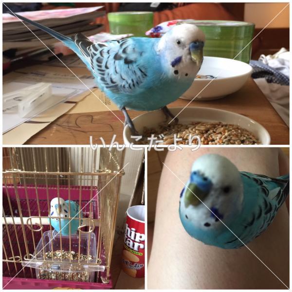 保護鳥の写真