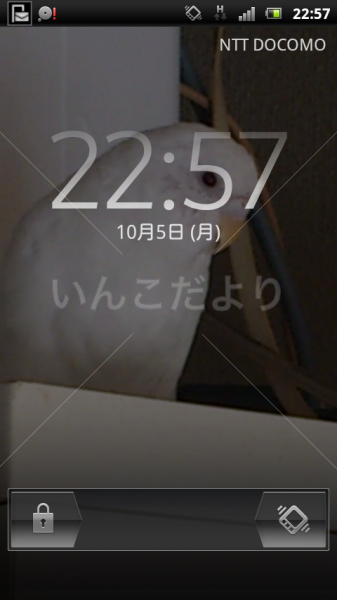 迷い鳥の写真