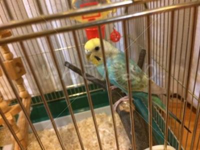 保護鳥の写真