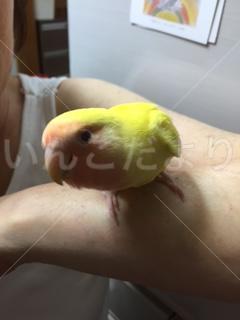 迷い鳥の写真