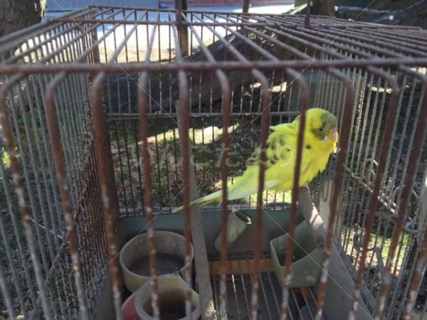 保護鳥の写真