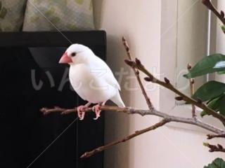 迷い鳥の写真