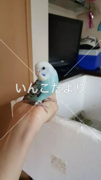 迷い鳥の写真