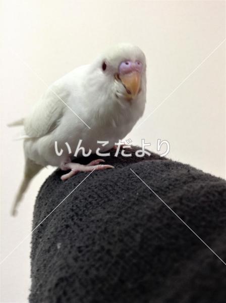 迷い鳥の写真