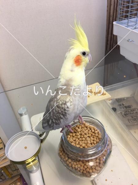 迷い鳥の写真