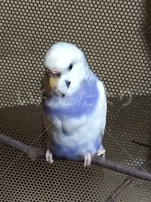 保護鳥の写真