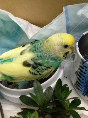 保護鳥の写真