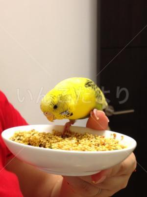 保護鳥の写真
