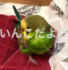 保護鳥の写真
