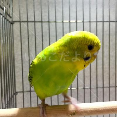 保護鳥の写真