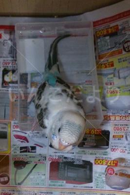 保護鳥の写真