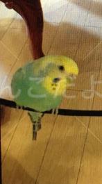 迷い鳥の写真