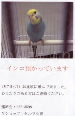 保護鳥の写真