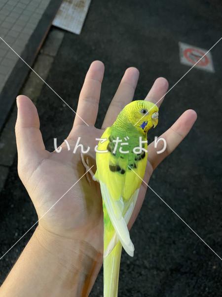 保護鳥の写真
