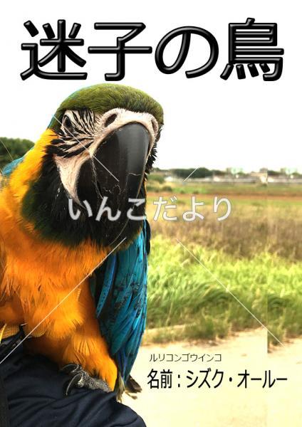 迷い鳥の写真