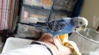 迷い鳥の写真