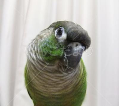 迷い鳥の写真