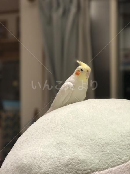 迷い鳥の写真