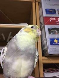 迷い鳥の写真
