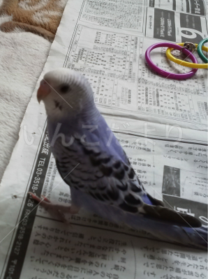 迷い鳥の写真