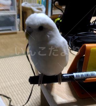 迷い鳥の写真