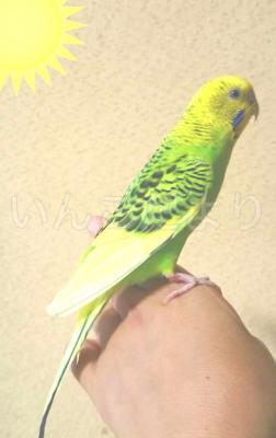 保護鳥の写真