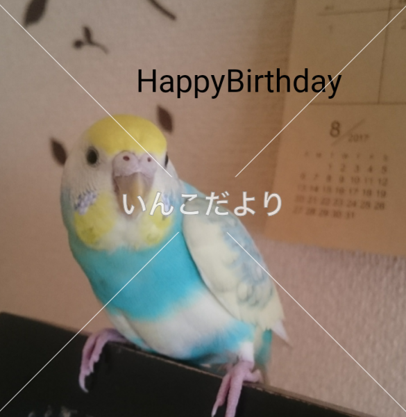 迷い鳥の写真