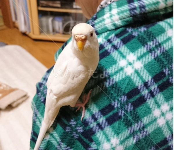 迷い鳥の写真