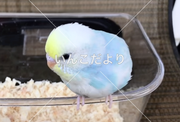 迷い鳥の写真