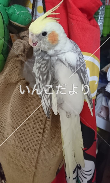 迷い鳥の写真