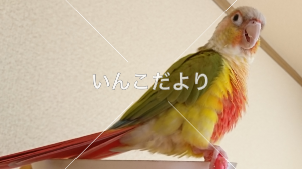 迷い鳥の写真