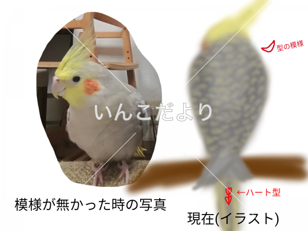 迷い鳥の写真