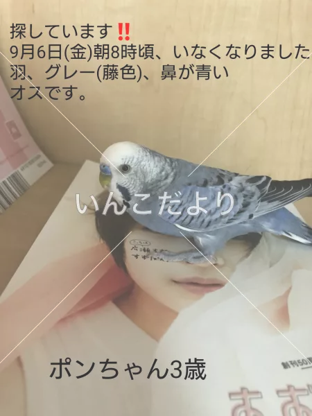 迷い鳥の写真