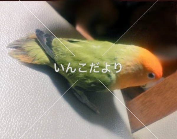 迷い鳥の写真