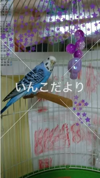 保護鳥の写真