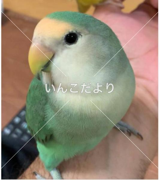 迷い鳥の写真