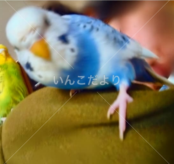 迷い鳥の写真