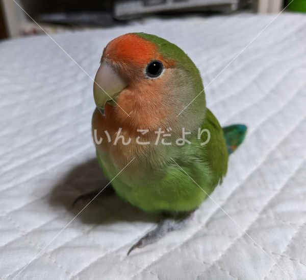 迷い鳥の写真