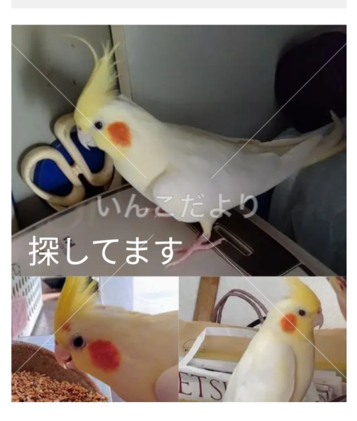 迷い鳥の写真