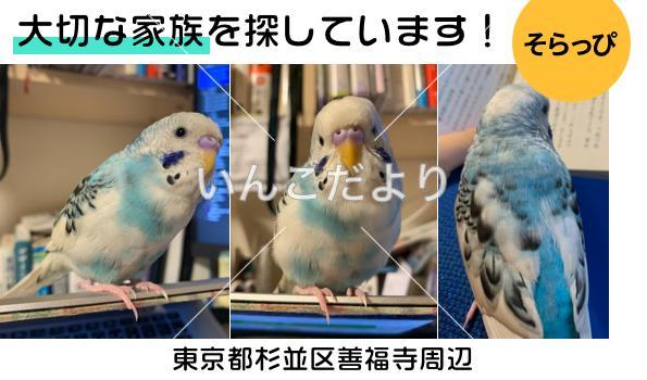 迷い鳥の写真