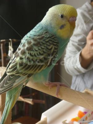 迷い鳥の写真