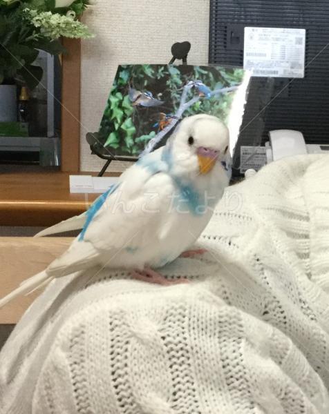 迷い鳥の写真