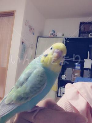迷い鳥の写真