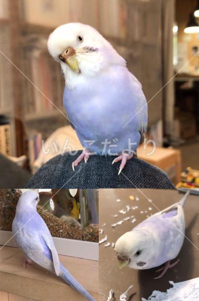 迷い鳥の写真