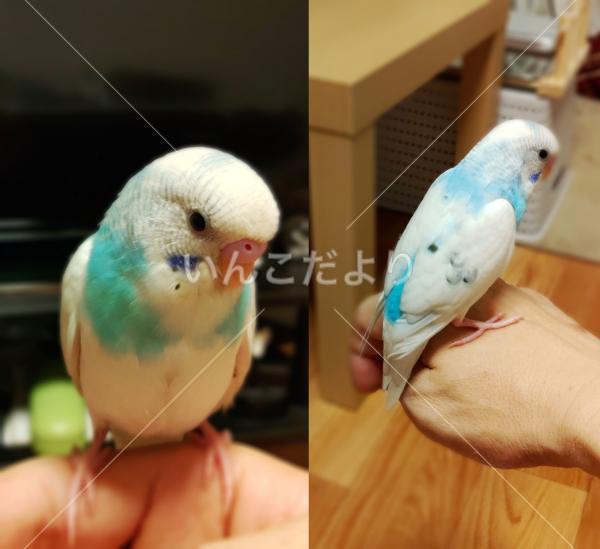 迷い鳥の写真