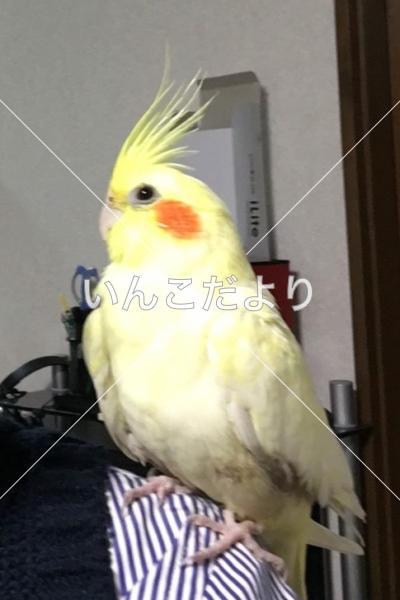 迷い鳥の写真