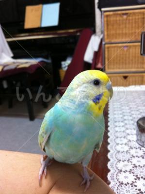 迷い鳥の写真
