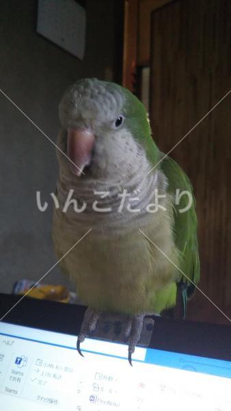 迷い鳥の写真