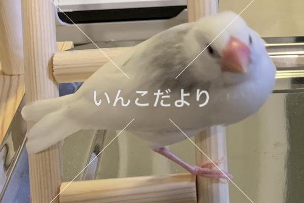 迷い鳥の写真